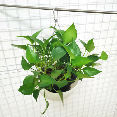 植木鉢のトグル ハンガー ワイヤーは掛かる植物のバスケットのためのステンレス鋼 ワイヤー ケーブルのグリッパーの端付属品をロープをかける